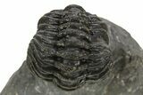 Wide Enrolled Austerops Trilobite - Morocco #323180-1